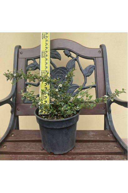 Кизильник гібридний / Даммера Корал Б`юти - 3л/вис.15-20см/Ø40-50см